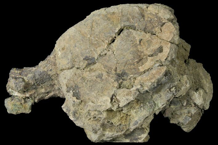 Fossil Triceratops Vertebra - North Dakota #120162